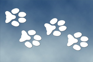 Dog Paws