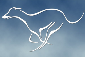 Running Greyhound